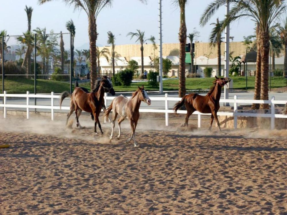 Concorde El Salam Hotel - Sport 5*