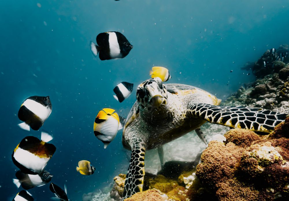 NH Collection Maldives Reethi Resort (ex. Reethi Beach Resort) 4*