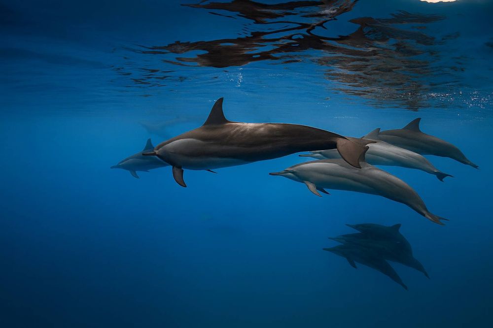 BIOSPHERE By Hawks Hotels 3*